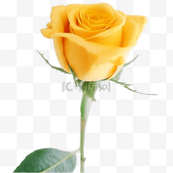 母亲节花朵黄玫瑰