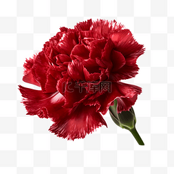 红色康乃馨花朵图片_康乃馨花朵漂亮