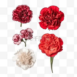 红色康乃馨花朵图片_康乃馨花朵红色