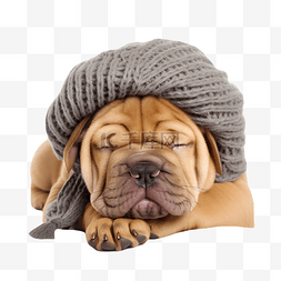 可爱的沙皮狗带着毛线帽睡觉