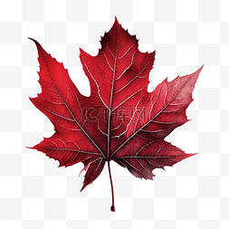 秋季叶子的装饰边框图案图片_叶子红色美丽色落叶