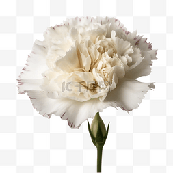 康乃馨鲜花母爱白色透明