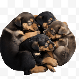 一群狗睡觉图片_一群新西兰牧羊犬幼犬围绕在一起