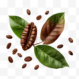 棕豆图片_咖啡豆叶子新鲜