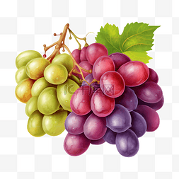 葡萄水果插画