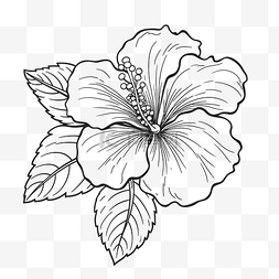 植物花本图片_芙蓉花轮廓黑白着色页成人素描 