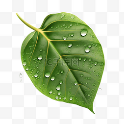 雨滴露珠树叶叶片绿色植物高清真
