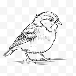 黑白色小鸟图片_可爱的小鸟着色页着色小鸟绘图与