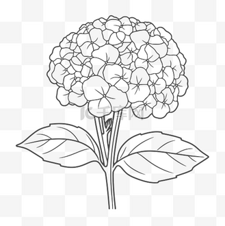 绣球花绽放着色页美丽的新鲜绣球花绘图着色页轮廓草图 向量