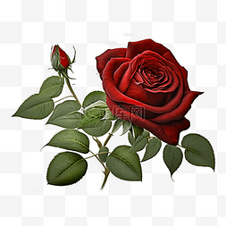 玫瑰花朵红色