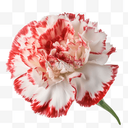 康乃馨花瓣美丽透明