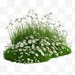 漂亮的花草植物图片_草丛花花草草白色