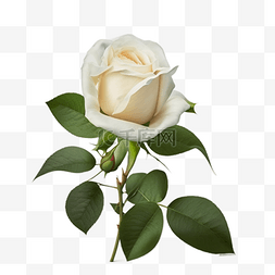 婚礼纯色图片_浪漫纯色白玫瑰花束实物图