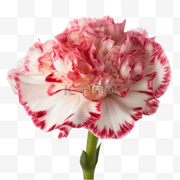 水彩花卉一束花图片_康乃馨花朵美丽透明