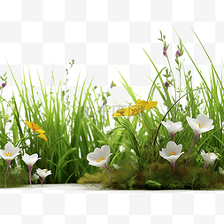 绿色植物场景图片_草丛地底花朵