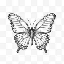 线描插图黑白蝴蝶轮廓素描 向量