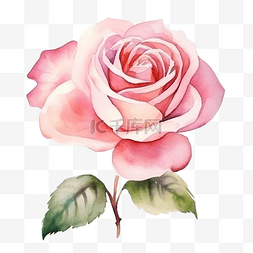粉红玫瑰背景图片_粉红玫瑰水彩花明信片