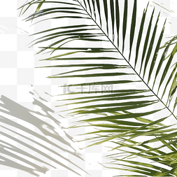 阳光窗外图片_椰子棕榈叶阴影热带叶覆盖窗外的