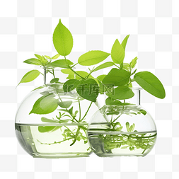 植物生物技术