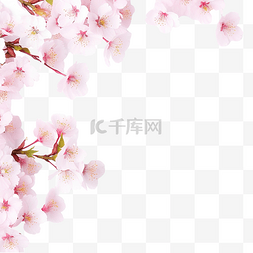 樱花花束图片_樱花樱花边框