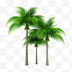 绿色的棕榈树