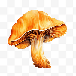 亮橙色图片_亮橙色鸡油菌蘑菇食用蘑菇水彩插