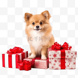 庆祝圣诞节的狗狗图片_可爱的狗带着礼物在家庆祝圣诞节