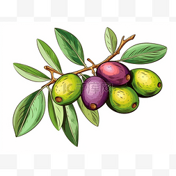树枝上的橄榄手绘插画