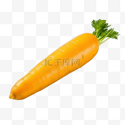 沙生植物图片_孤立的简单黄色胡萝卜