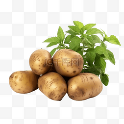 土豆 地下植物 用于烹饪