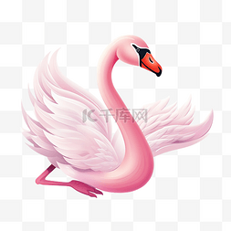 可愛的粉紅天鵝