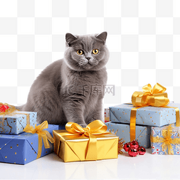 动物的毛皮图片_灰色的英国猫，带着节日主题的圣