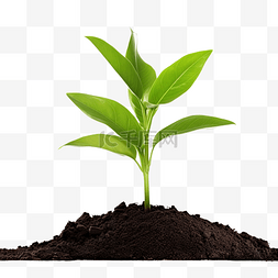 发展和保护图片_年轻的绿色植物和土壤分离