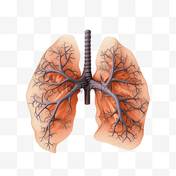 人的器官图片_人肺