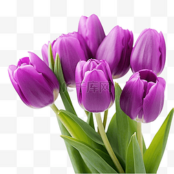 紫色的春天郁金香