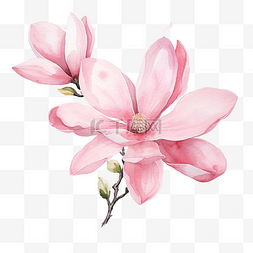花枝上图片_粉红色水彩湿洗飞溅上盛开的玉兰
