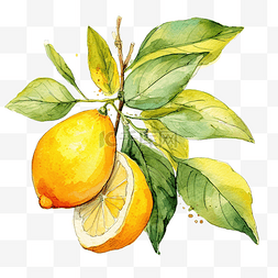 水果蔬菜透明素材图片_柠檬插画彩色画