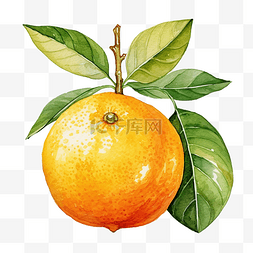 橙色橘子片图片_橙色水彩插图