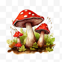 多彩透明图片_鹅膏菌蘑菇有机蘑菇松露棕色帽森