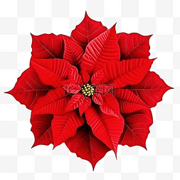 红花装饰图片_花园里的红色圣诞红一品红花或大