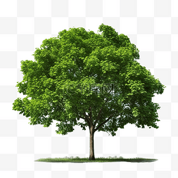 绿树 PNG