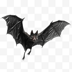 使翅膀图片_飞行的吸血蝙蝠隔离用于万圣节装