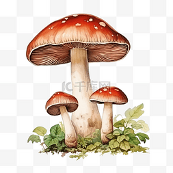 蘑菇蔬菜水彩画