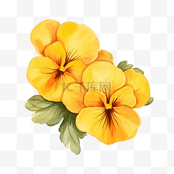 三色堇黄色图片_装饰元素的黄色三色堇花水彩风格
