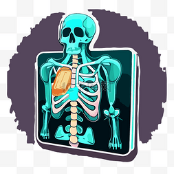 一个健康女性的骨骼，有心脏和肺