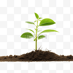 木根雕刻图片_png 文件中具有可见根的树苗或幼