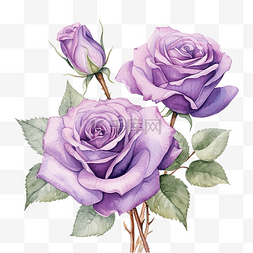 浪漫的紫色图片_紫色玫瑰花水彩插图