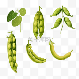 营养豆类图片_大豆植物豌豆植物荚蔬菜豆类生成