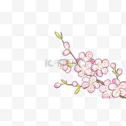 春天樱花粉色花枝