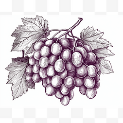 藤蔓手绘素描插画用铅笔画的葡萄